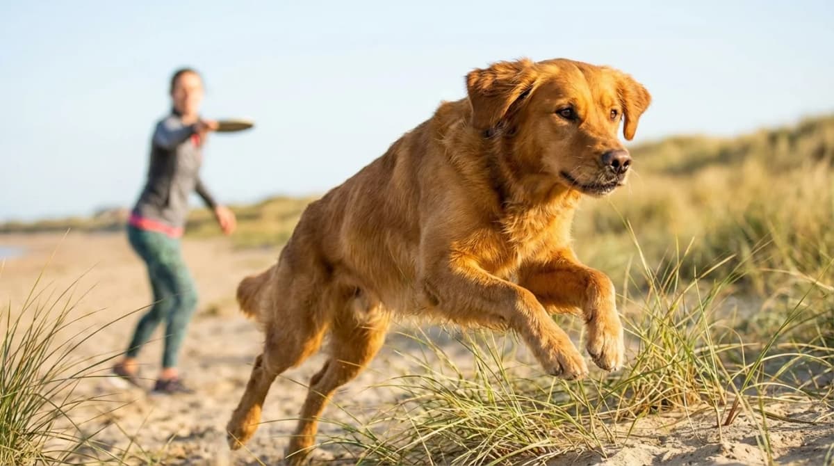 Szczęśliwy pies biegnący po plaży - najlepsza karma dla psa
