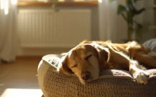 zdrowy-sen-psow-media