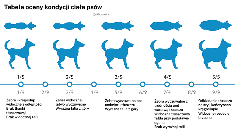 tabela otyłości u psów